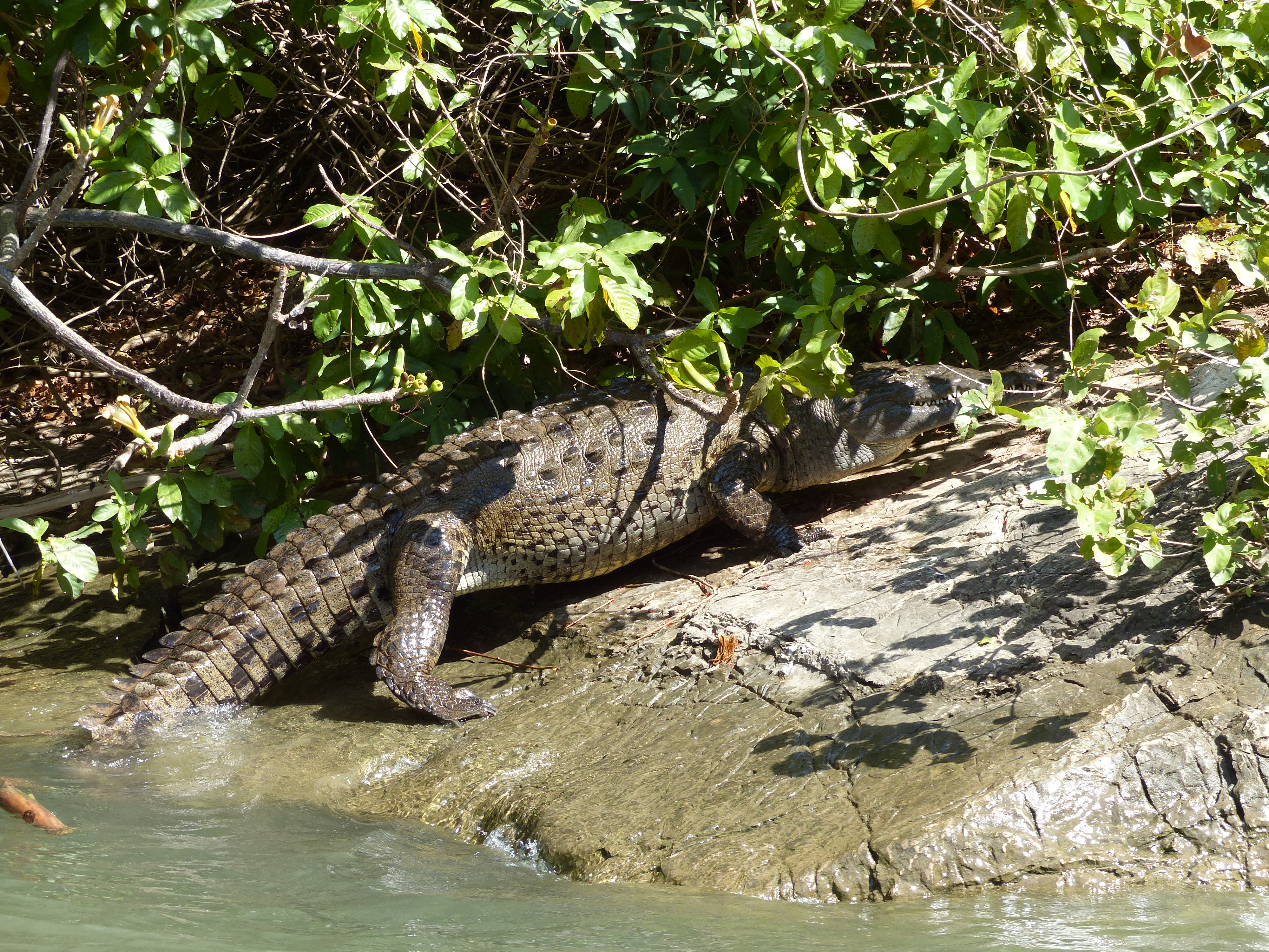 Crocodile