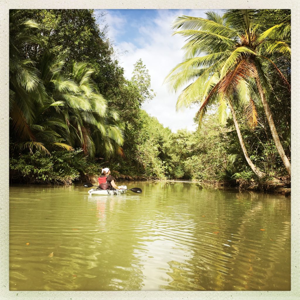 Damas Island Mangroves