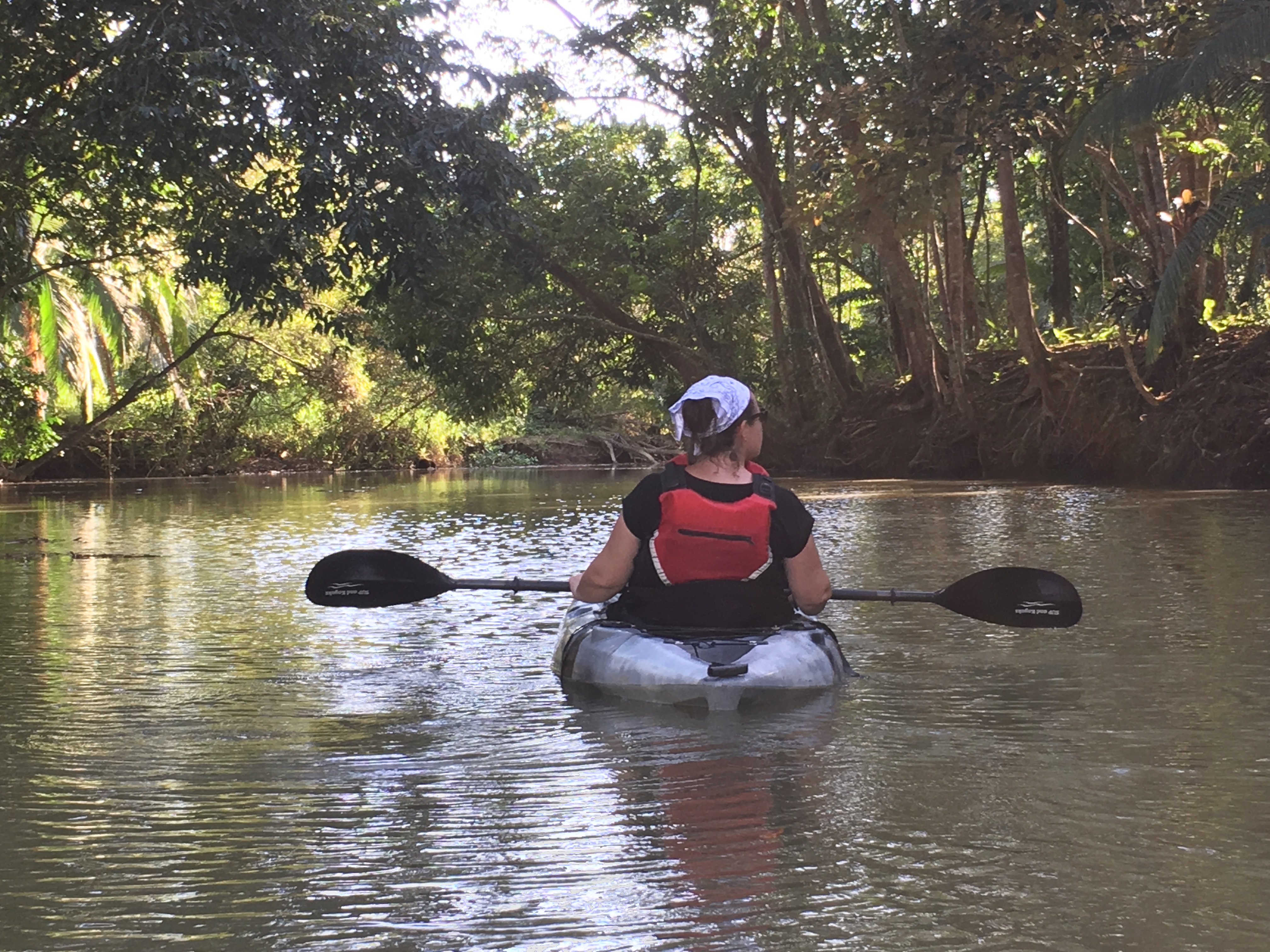 Kayaking in the mangroves