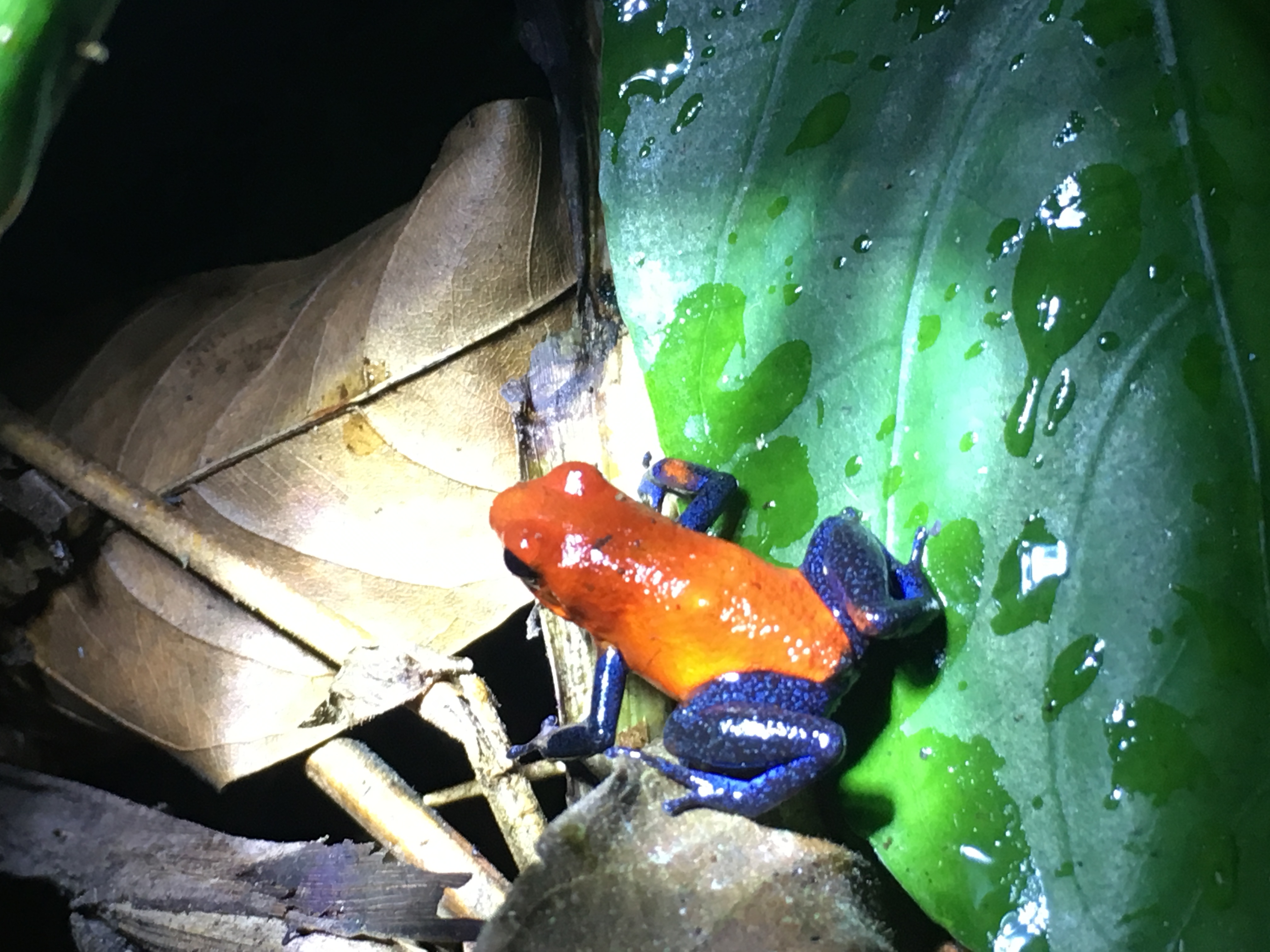 Red and blue poison dart frog