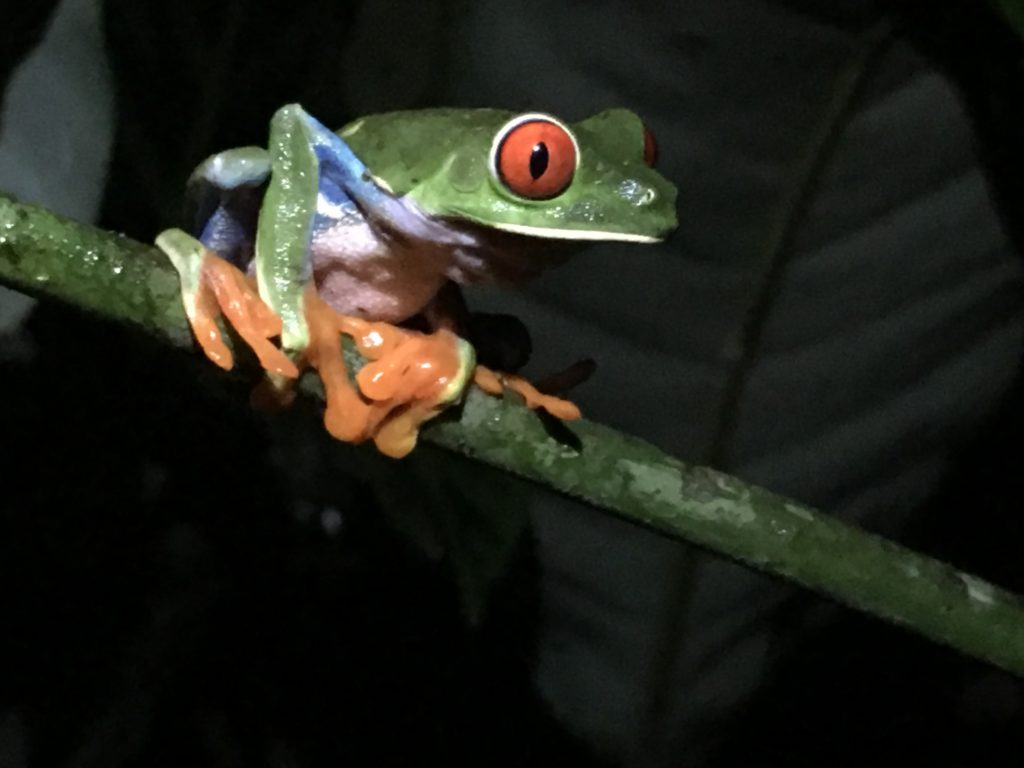 Red eyed tree frog