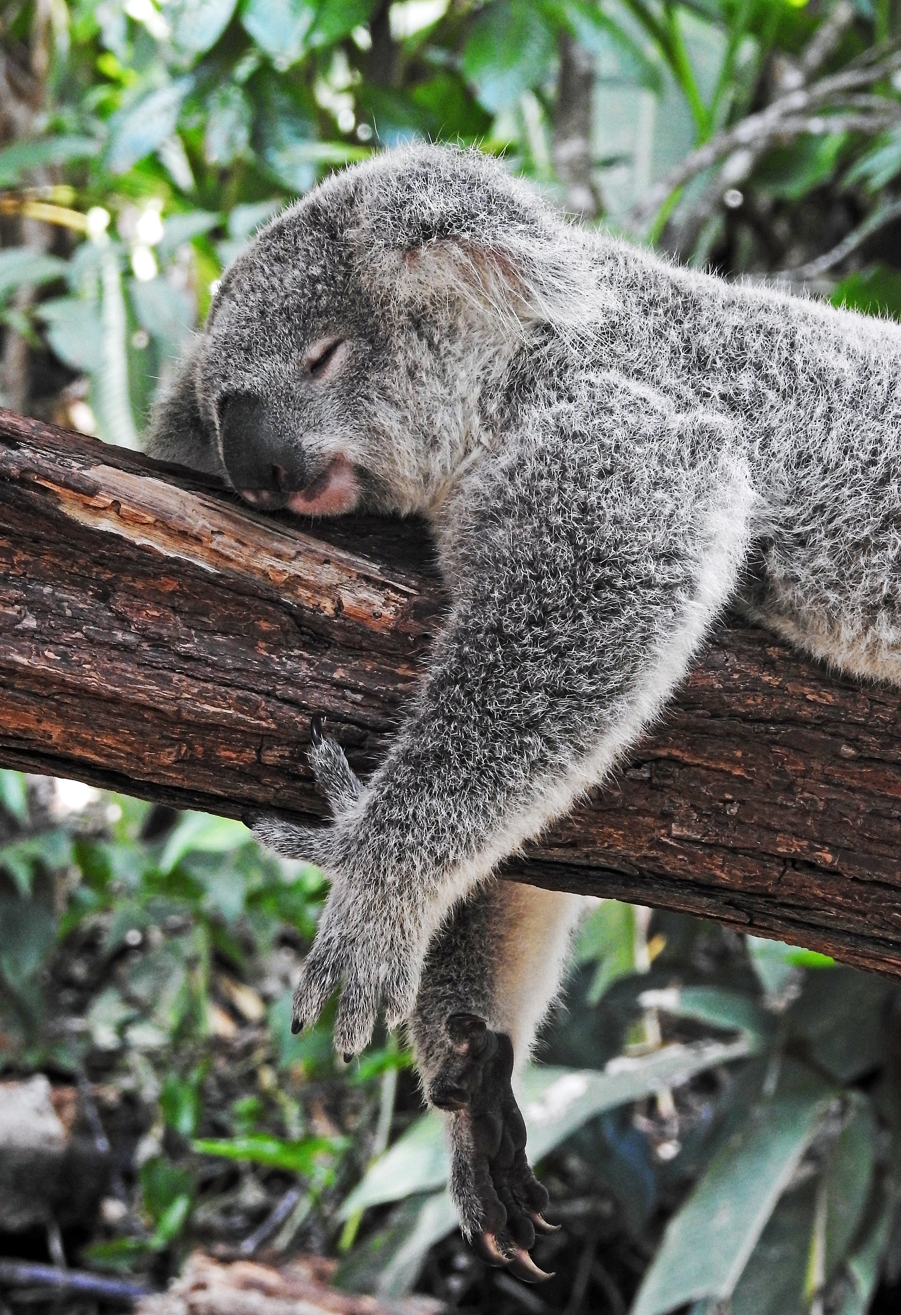 Koala sleeping