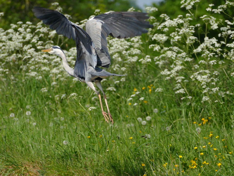 Heron on the Shroppie