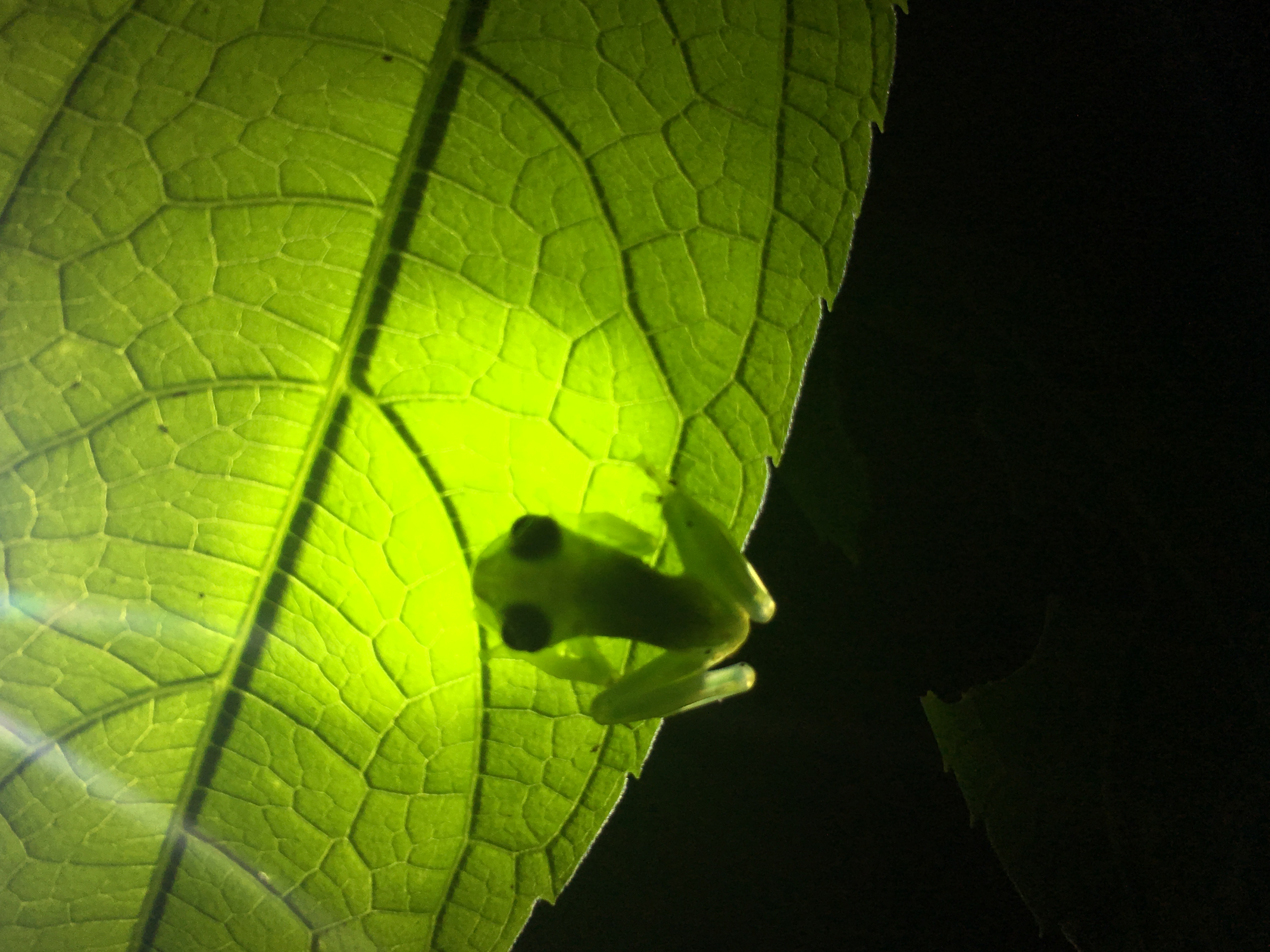 Glass frog