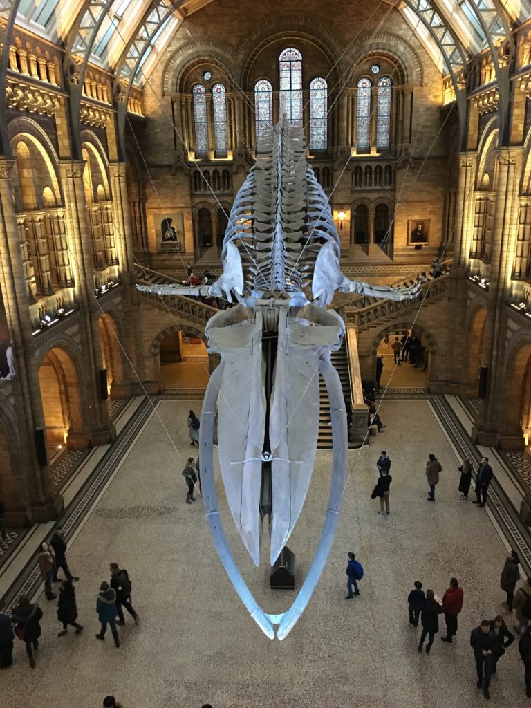 Natural History Museum