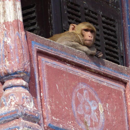 Monkey Business! India Photos of India, Monkey sat in the temple at Jaipur