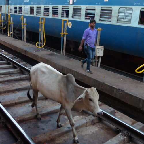 Slow train India Photos of India, cow on train track in India
