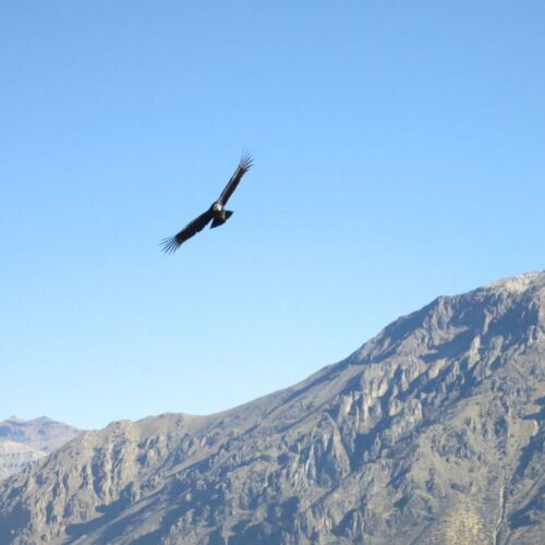 Photos of Peru, A condor flying above the cliff tops