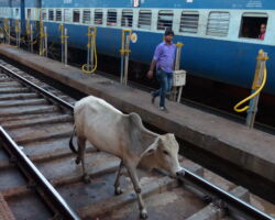 Delays! We are in India! we saw cows on an Indian railway track before we took the sleeper train across India