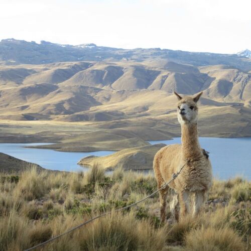 Photos of Peru, Llama with a lake and hills
