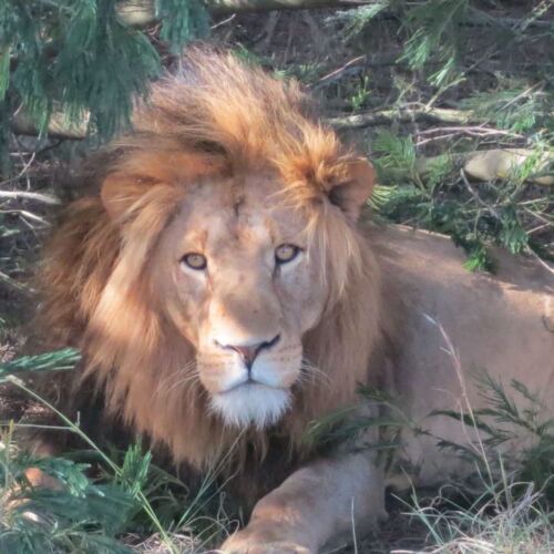Lalibela Game Reserve A male lion