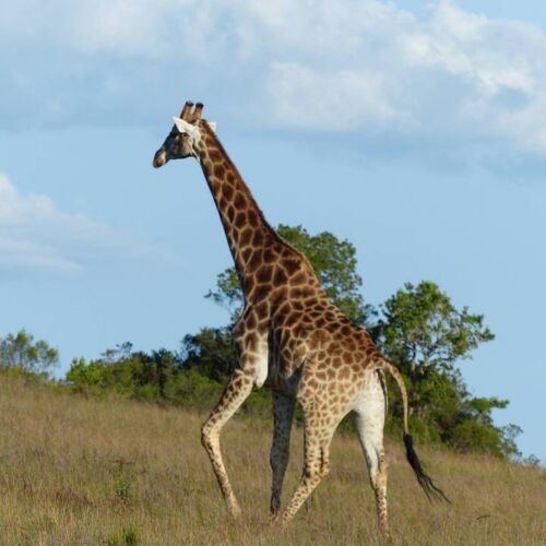 Lalibela Game Reserve Giraffe