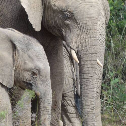 Lalibela Game Reserve Elephants, mother and child