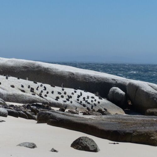 Boulders Beach Boulders Beach, penguins