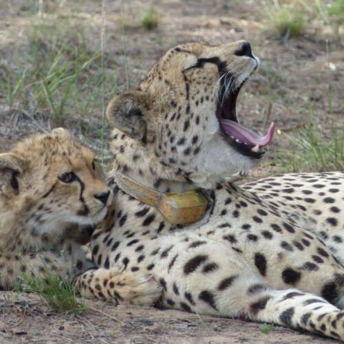 Cheetah Cheetah and her young yawning
