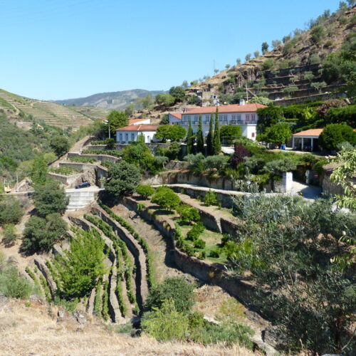 Douro Valley Vineyards in the Douro Valley