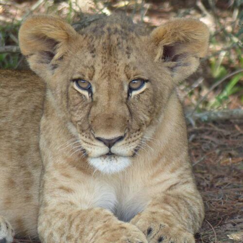 Lion cub Lion Cub, Lalibela Game Reserve