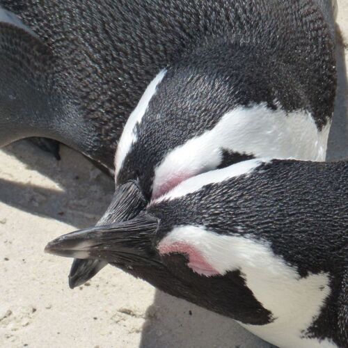 penguins in Love Penguins with crossed beaks
