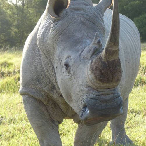 Rhino Rhino, Lalibela Game Reserve