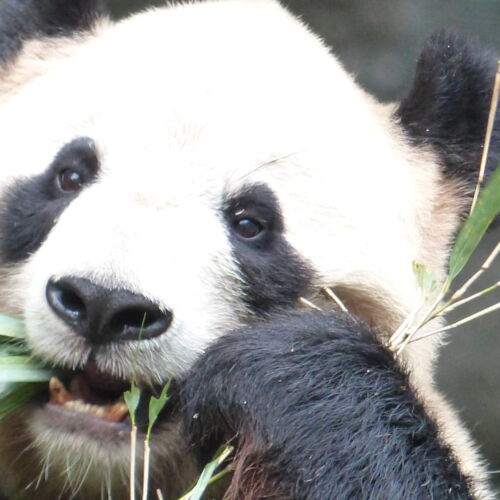 Giant Panda Giant Panda
